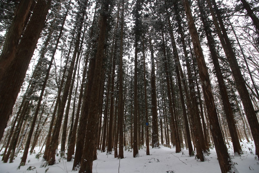IMG_1356.jpg