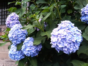 紫陽花