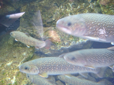 水槽の魚