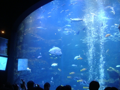 京都水族館の大水槽