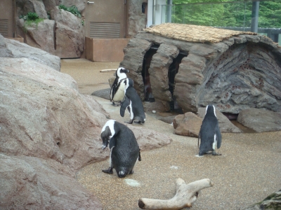 京都水族館のペンギン