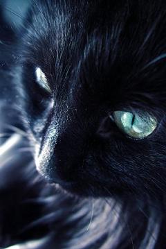 BLACK CAT