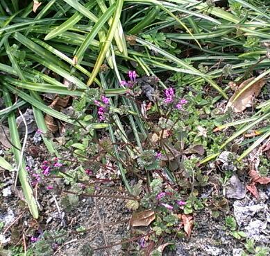 IMAG0707-1.jpg