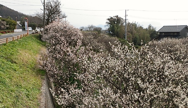 IMAG0705.jpg