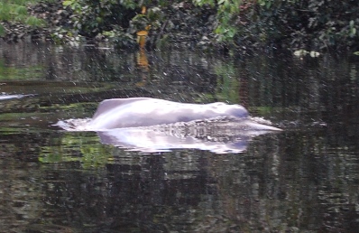 DSC_4236.JPG