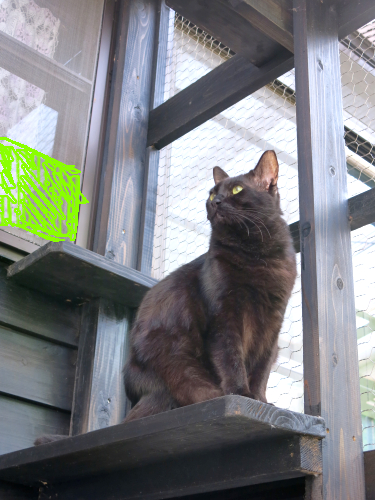 ちりめんまねき#2(ダヤン・チップ) | オールドローズ