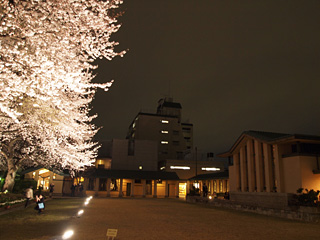 自由学園明日館の夜桜見学会