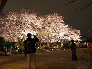 自由学園明日館の夜桜見学会
