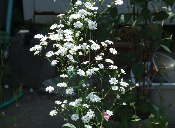 種まきした花 早春ー夏 Suraｂｕ S Girden Hahaから継ぐ庭