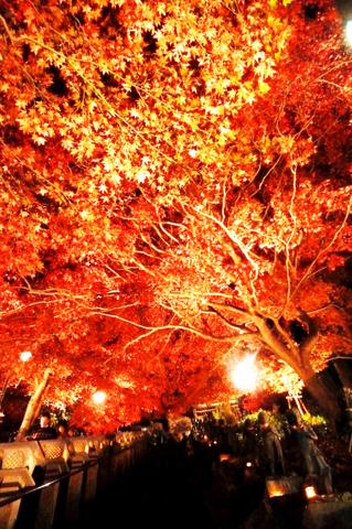 神奈川 夜景