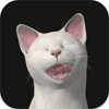 Piano Cats Free