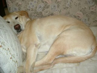 冬眠中のラッキー