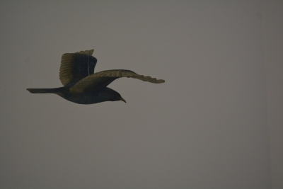 DSC_0429.JPG