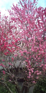 20110418093359.jpg