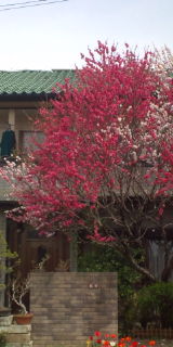 20110418105306.jpg