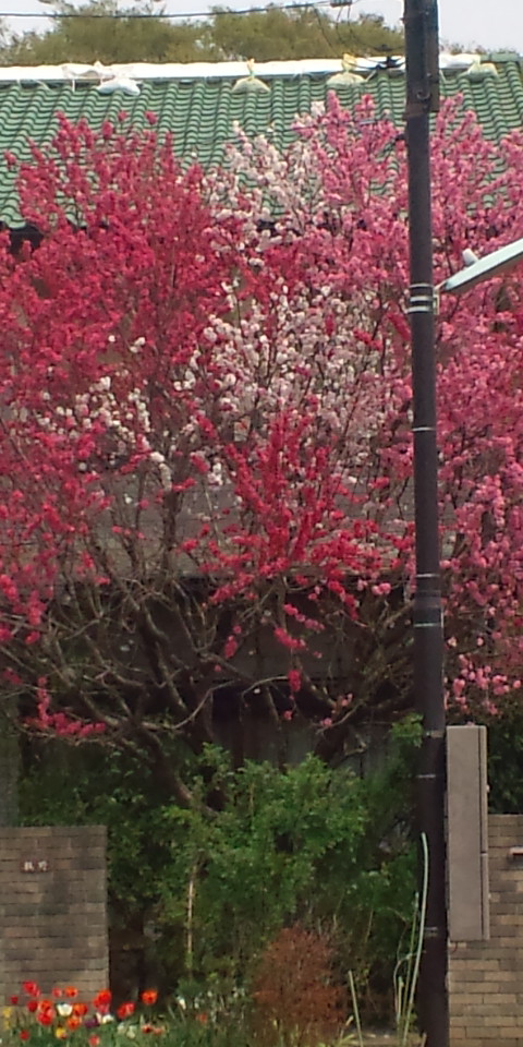 20110418105715.jpg