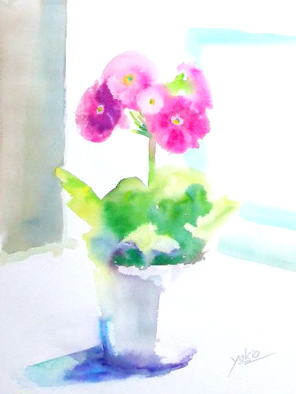 早春の花 プリムラ オブコニカを描く | クゥちゃんパパーいしげゆきお 