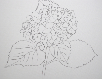 水彩画教室 アジサイを描く 手順 クゥちゃんパパーいしげゆきおの水彩画教室