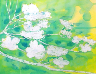 季節の花”ハナミズキ”を描く | クゥちゃんパパーいしげゆきおの水彩画教室