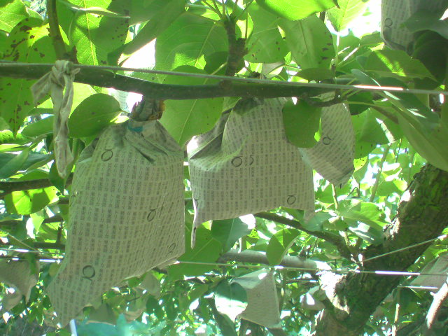 20100718091205.jpg