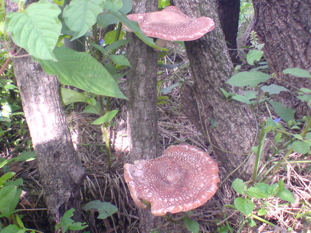 20101005144916.jpg