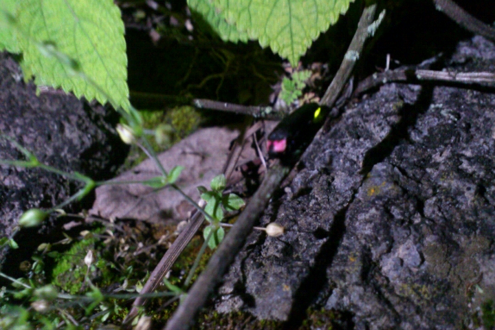 FxCam_1336042960798.jpg