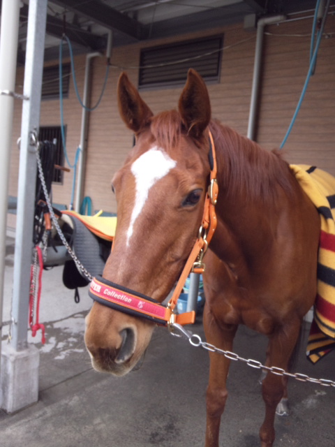 小顔な美男馬 べんけい日記