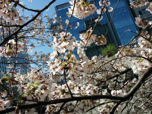 桜.jpg
