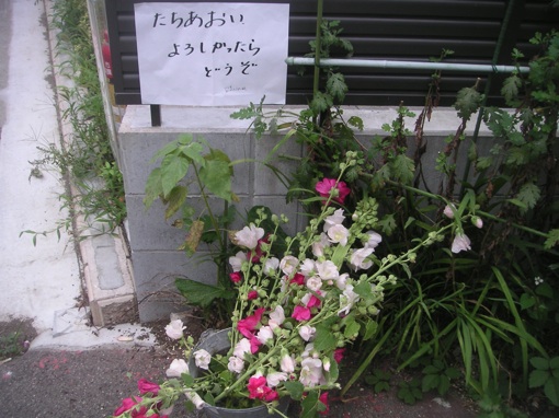 tatiaoi 2.jpg