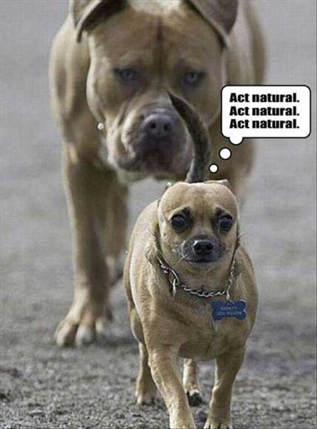 *dog_actnatural.jpg