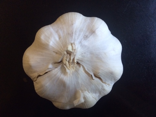 garlic.JPG