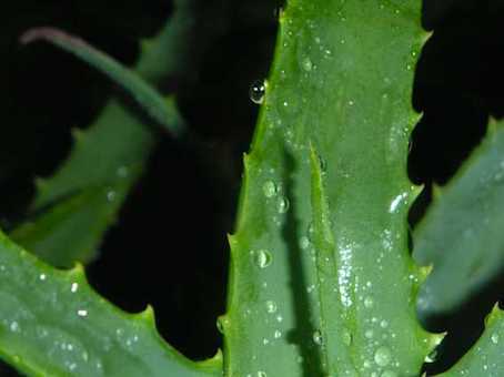 aloe.JPG