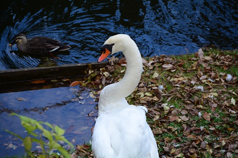 白鳥と鴨