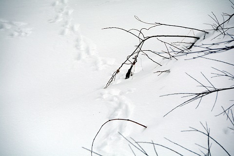 footprint