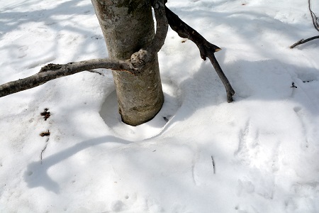 雪解け樹木
