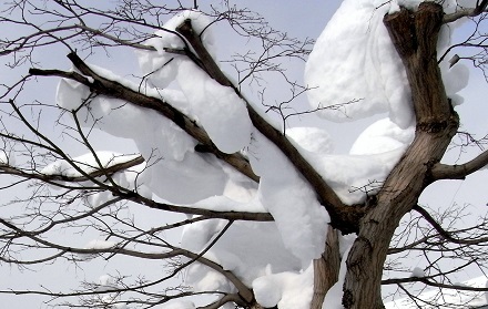 樹雪