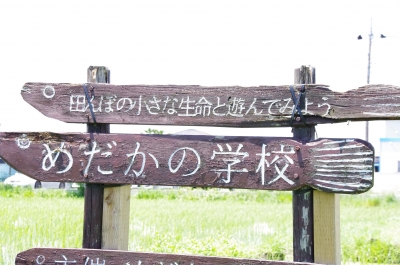めだかの学校 メダカ里親の会 | おさかなや
