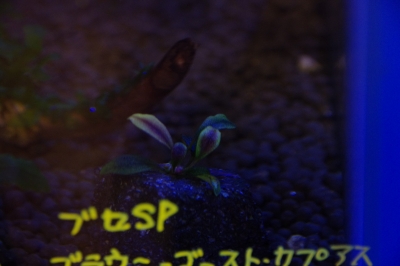 ブセファランドラsp.パールグレイ 気持ちよかっ ブセファランドラsp.パールグレイ 気持ちよかっ