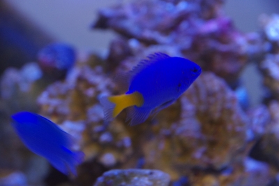 オレンジテールダムセル スズメダイ各種 ホシゴンべ おさかなや公式ブログ入荷情報