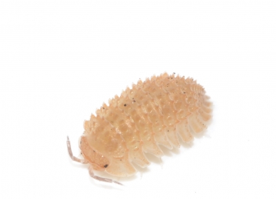 Armadillidium klugii 8匹 モンテネグロダンゴムシ 大型タイプ ダンゴムシ ワラジムシ 思い出深く