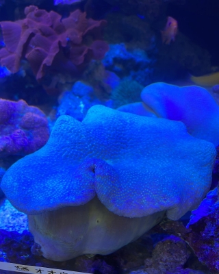 ウミキノコ特大±20