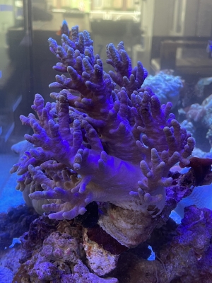 ウミキノコ特大±20