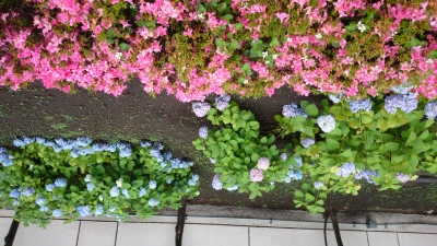 DSC_0041.JPG