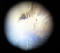 ボールレンズの顕微鏡