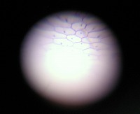 ボールレンズの顕微鏡