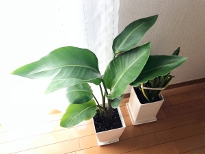 Strelitzia
