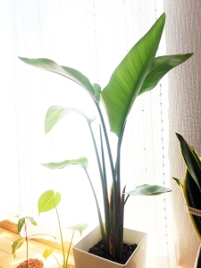 Strelitzia