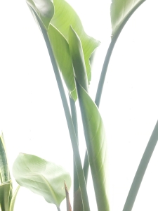 Strelitzia
