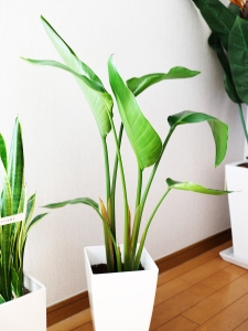 Strelitzia
