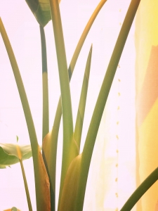 Strelitzia